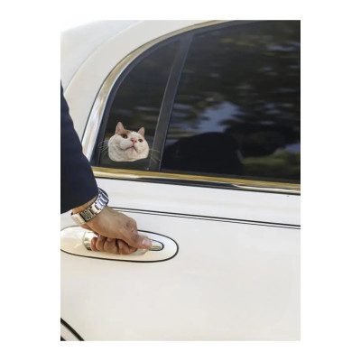 Çılgın Kediler Yapışkanlı Sticker 18 - Eğlenceli Tasarım