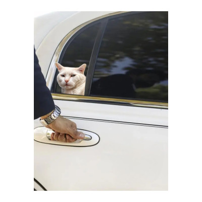 Çılgın Kediler Yapışkanlı Sticker 11 - Eğlenceli Tasarım